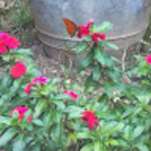 Meet your Posher, Marlene